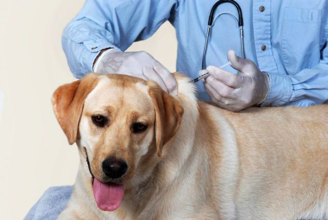 Foto de um cachorro sendo vacinado 